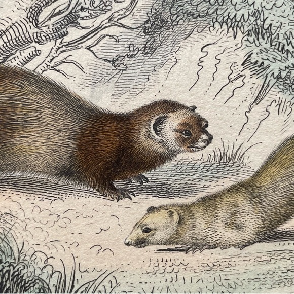 Antique French Animal Illustration - Picture 6 of 11